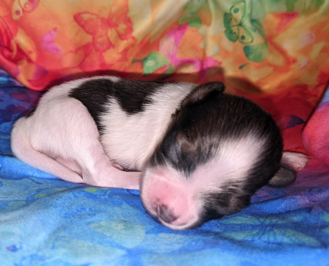 Des Ptits Toutous De L'Ubaye - Chiots disponibles - Epagneul nain Continental (Papillon)