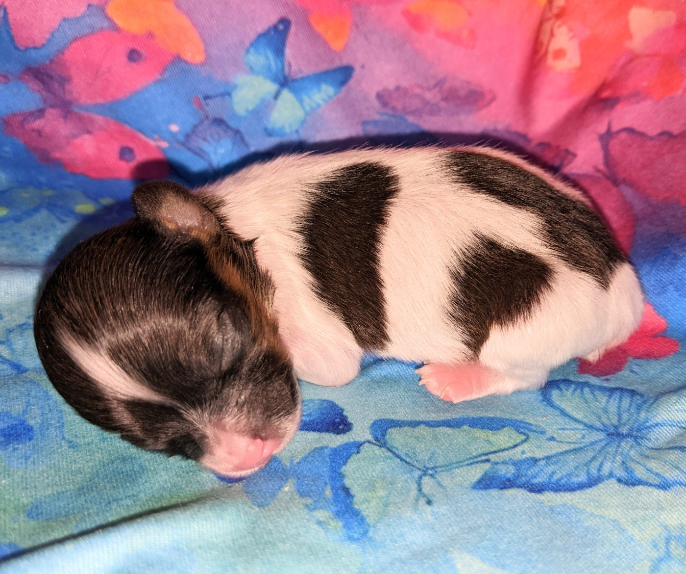 Des Ptits Toutous De L'Ubaye - Chiots disponibles - Epagneul nain Continental (Papillon)