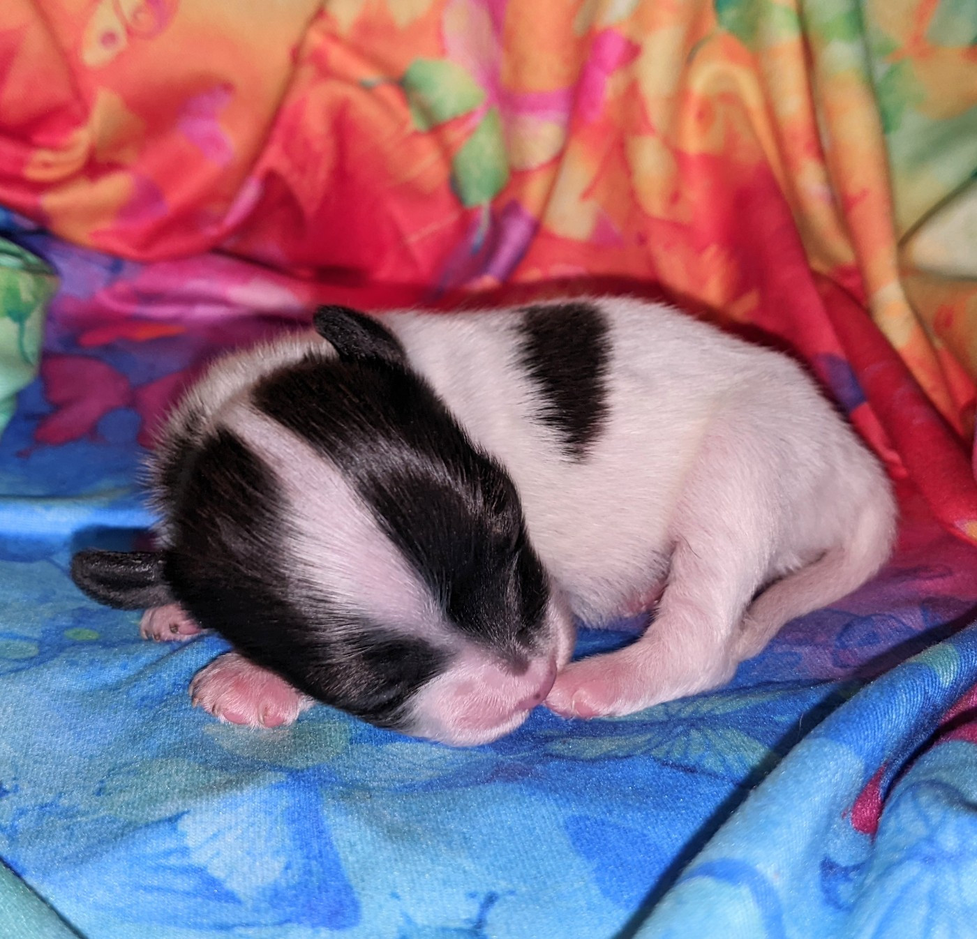 Des Ptits Toutous De L'Ubaye - Chiots disponibles - Epagneul nain Continental (Papillon)