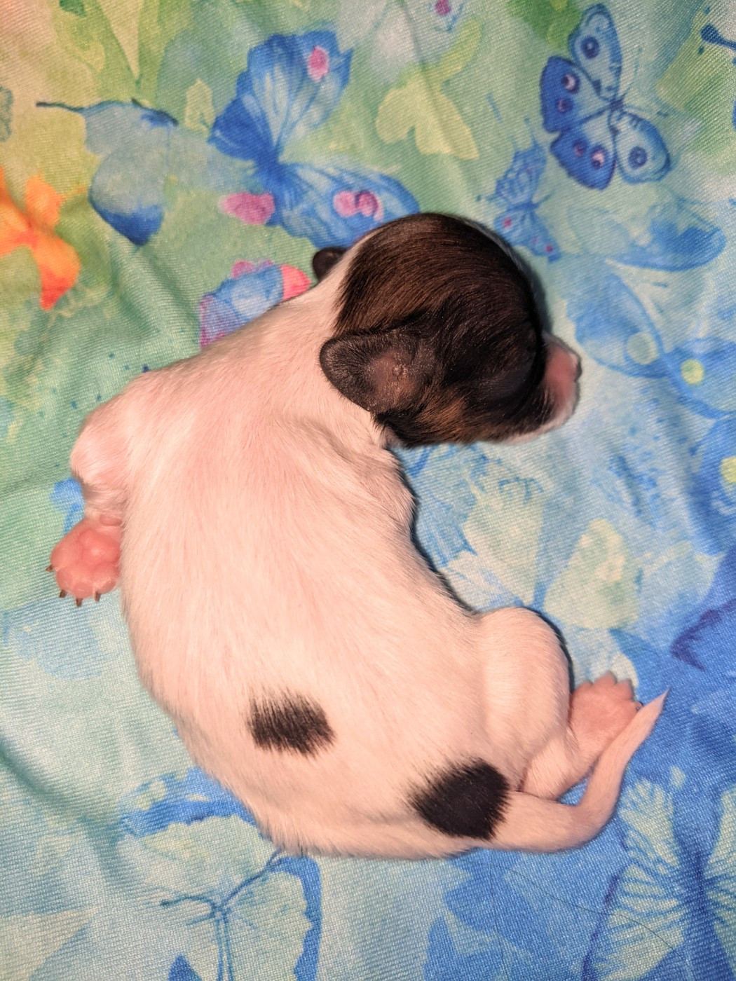 Des Ptits Toutous De L'Ubaye - Chiots disponibles - Epagneul nain Continental (Papillon)