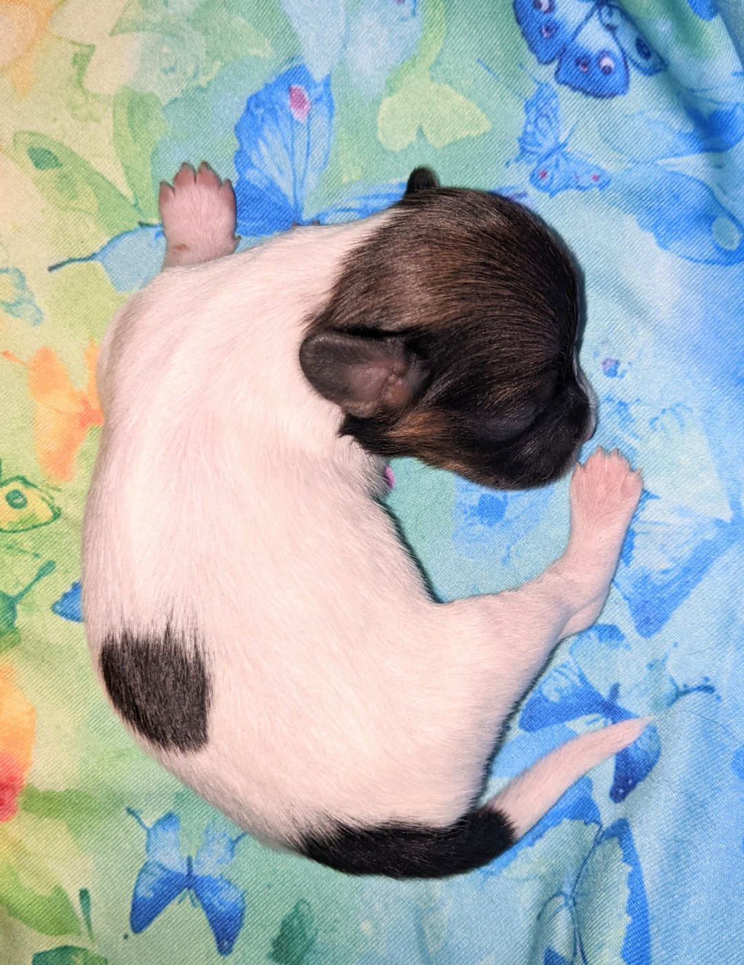 Des Ptits Toutous De L'Ubaye - Chiots disponibles - Epagneul nain Continental (Papillon)