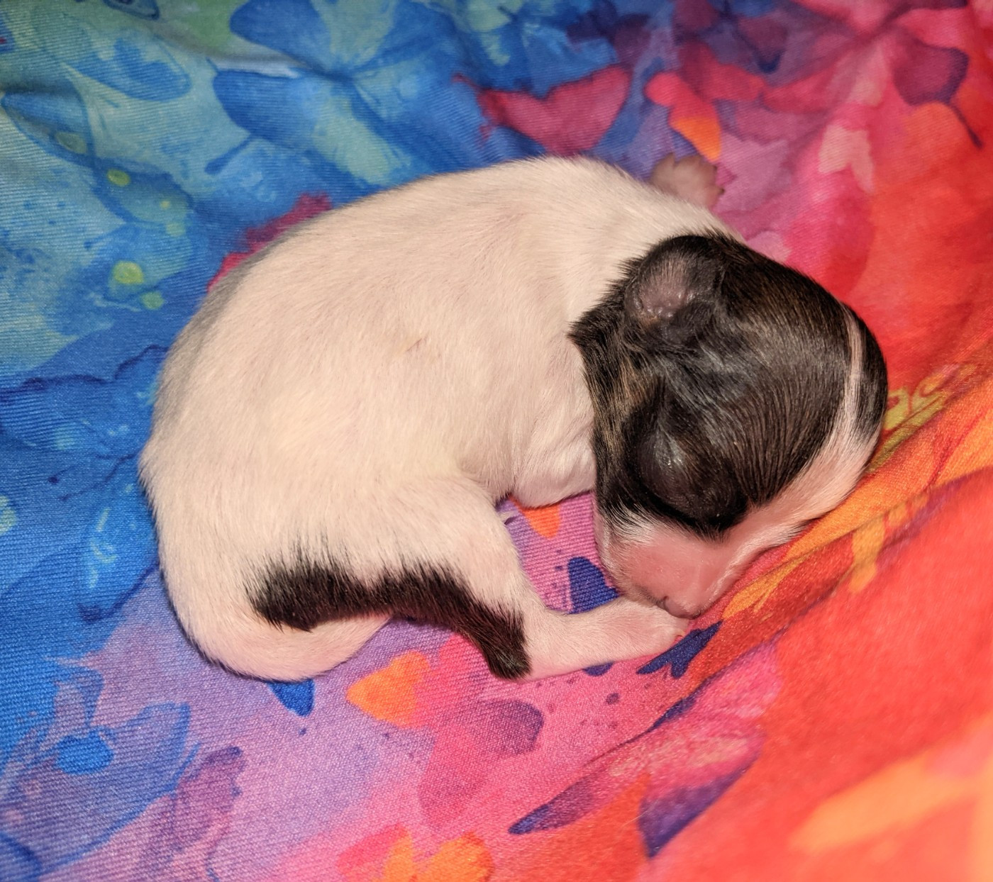 Des Ptits Toutous De L'Ubaye - Chiots disponibles - Epagneul nain Continental (Papillon)