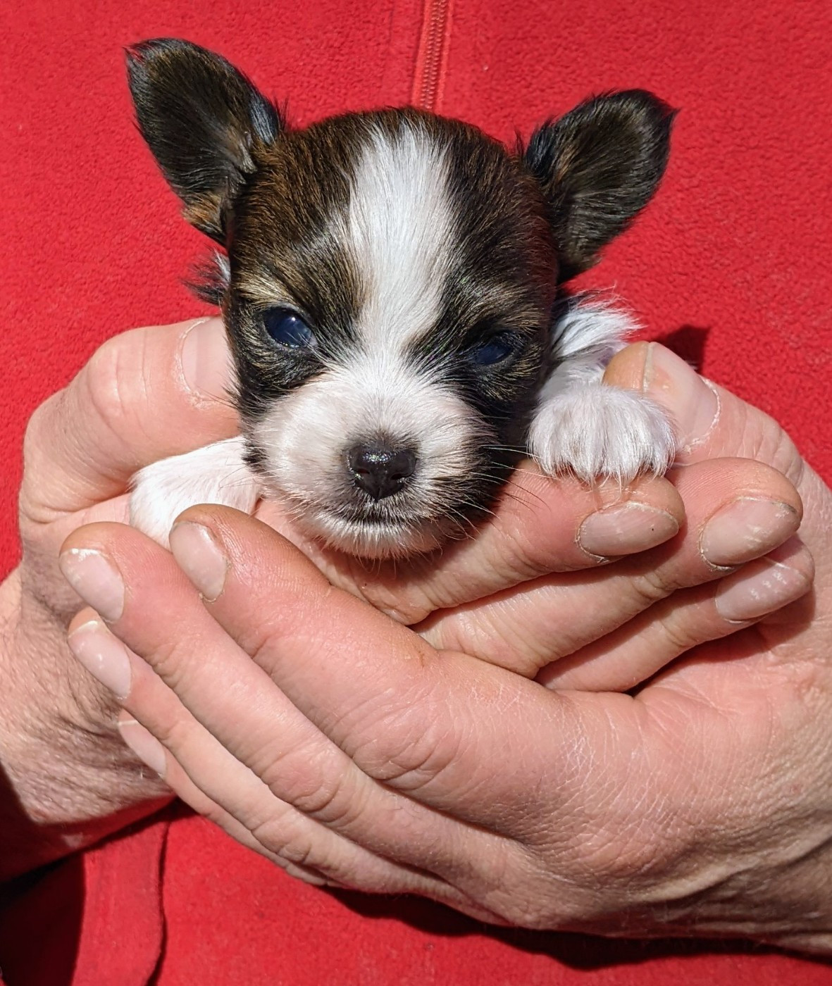 Des Ptits Toutous De L'Ubaye - Chiots disponibles - Epagneul nain Continental (Papillon)