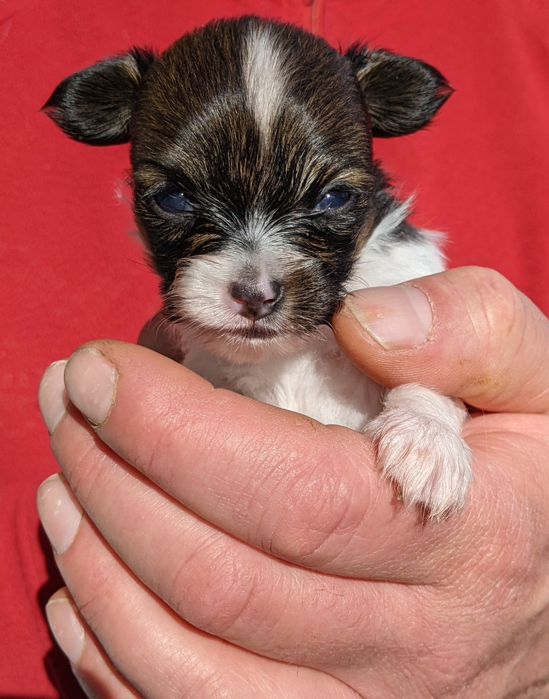 Des Ptits Toutous De L'Ubaye - Chiots disponibles - Epagneul nain Continental (Papillon)