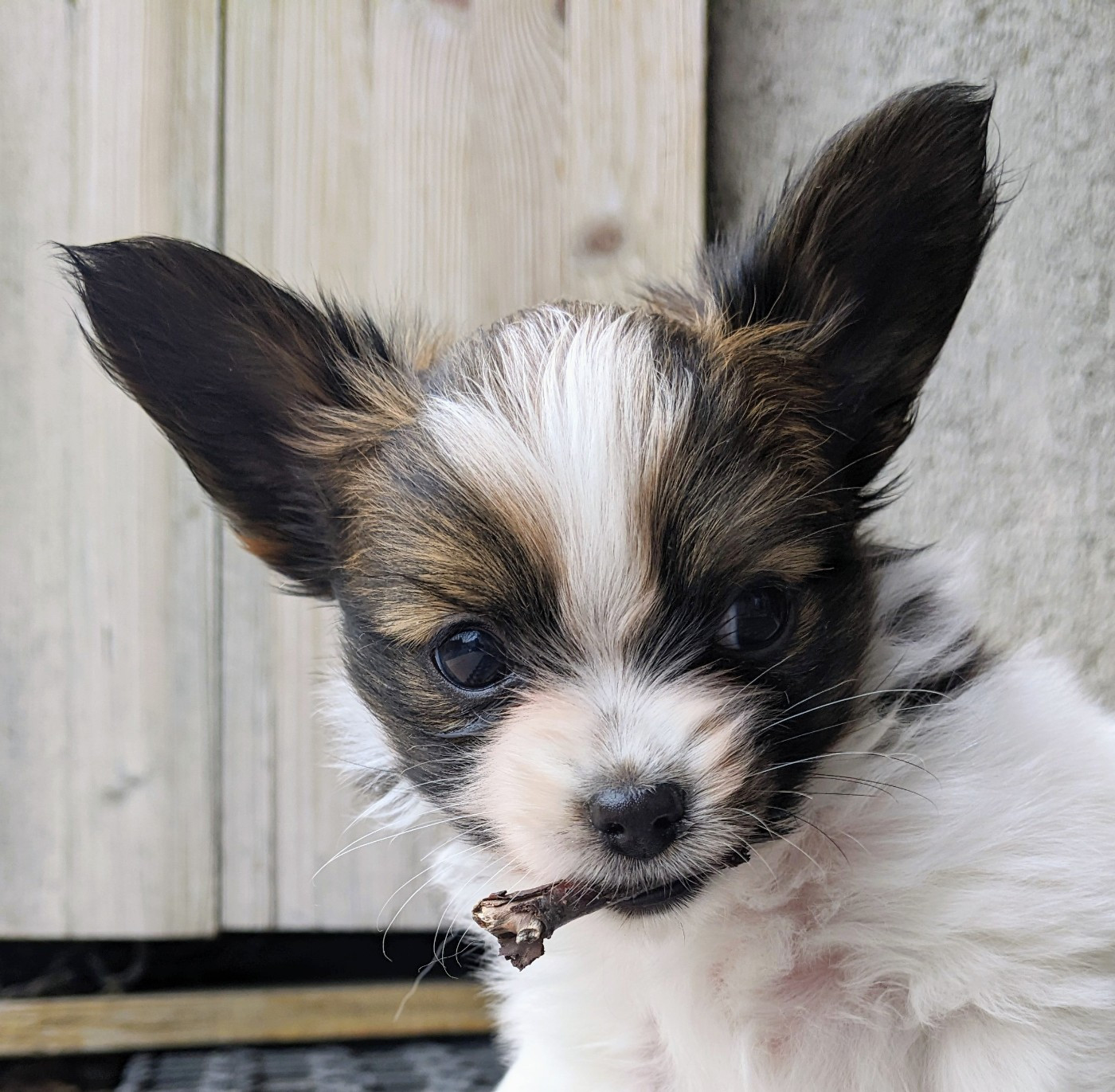 Des Ptits Toutous De L'Ubaye - Chiots disponibles - Epagneul nain Continental (Papillon)
