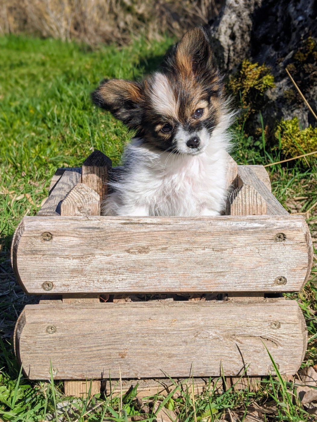 Des Ptits Toutous De L'Ubaye - Chiots disponibles - Epagneul nain Continental (Papillon)
